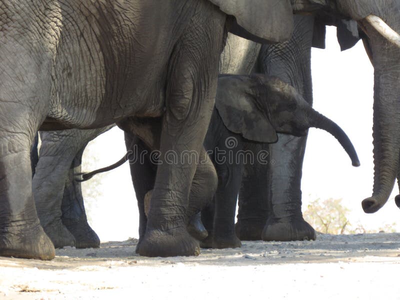 The image :IMG_9561, ` The African bush elephant Loxodonta africana, also known as the African savanna elephant, is the largest living terrestrial animal, with bulls reaching a shoulder height of up to 3.96 m 13.0 ft and a body mass of up to 10.4 t 11.5 short tons.nIt is distributed across 37 African countries and inhabits forests, grasslands and woodlands, wetlands and agricultural land. Since 2004, it has been listed as Vulnerable on the IUCN Red List. It is threatened foremost by habitat destruction, and in parts of its range also by poaching for meat and ivory. It is a social mammal, traveling in herds composed of cows and their offspring. Adult bulls usually live alone or in small bachelor groups. It is a herbivore, feeding on grasses, creepers, herbs, leaves and bark. Poachers target foremost elephant bulls for their tusks Between 2003 and 2015, illegal killing of 14,606 African bush elephants was reported by rangers across 29 range countries. nDuring the 20th century, the African bush elephant population was severely decimated. Poaching of the elephant has dated back all the way to the years of 1970 and 1980, which was considered the largest killings in history. ` Info : www.wikwpwdia.org. The image :IMG_9561, ` The African bush elephant Loxodonta africana, also known as the African savanna elephant, is the largest living terrestrial animal, with bulls reaching a shoulder height of up to 3.96 m 13.0 ft and a body mass of up to 10.4 t 11.5 short tons.nIt is distributed across 37 African countries and inhabits forests, grasslands and woodlands, wetlands and agricultural land. Since 2004, it has been listed as Vulnerable on the IUCN Red List. It is threatened foremost by habitat destruction, and in parts of its range also by poaching for meat and ivory. It is a social mammal, traveling in herds composed of cows and their offspring. Adult bulls usually live alone or in small bachelor groups. It is a herbivore, feeding on grasses, creepers, herbs, leaves and bark. Poachers target foremost elephant bulls for their tusks Between 2003 and 2015, illegal killing of 14,606 African bush elephants was reported by rangers across 29 range countries. nDuring the 20th century, the African bush elephant population was severely decimated. Poaching of the elephant has dated back all the way to the years of 1970 and 1980, which was considered the largest killings in history. ` Info : www.wikwpwdia.org