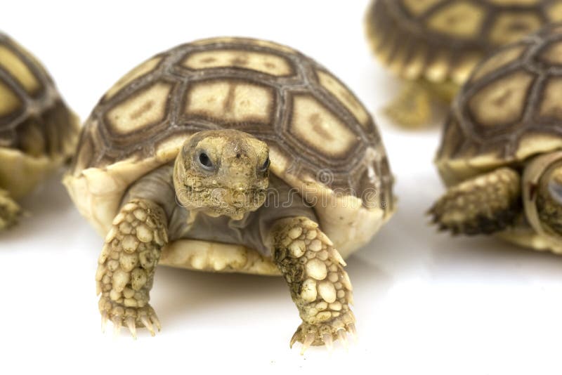 африканский geochelone пришпорил черепах sulcata стоковые фотографии rf африканский geochelone пришпорил черепах sulcata стоковые фотографии rf