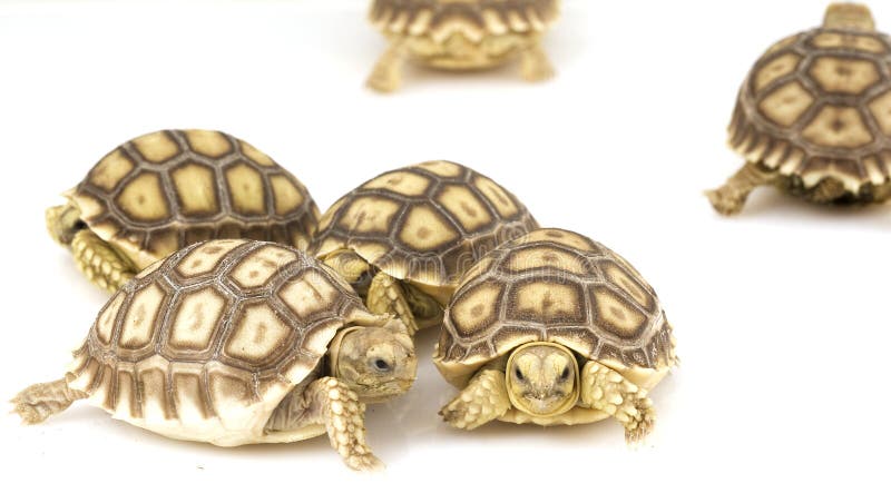 африканский geochelone пришпорил черепах sulcata стоковое фото rf африканский geochelone пришпорил черепах sulcata стоковое фото rf