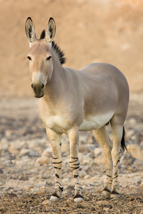 African wild ass, Equus africanus. African wild ass, Equus africanus