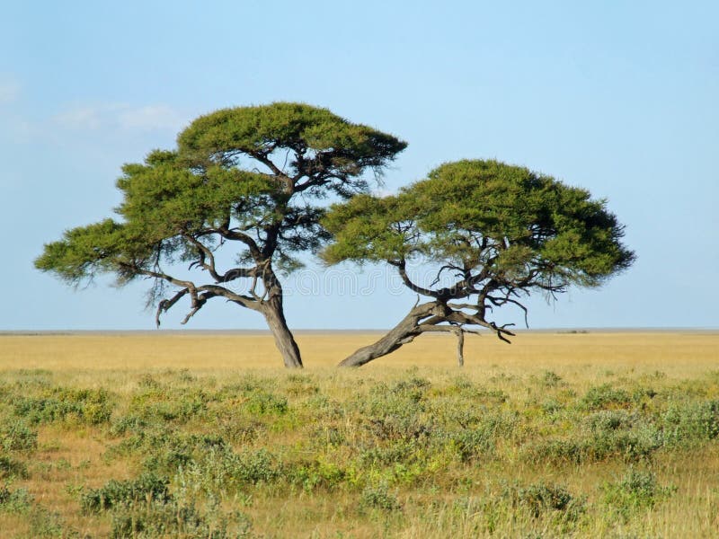 African grassland landscape with an Acacia tree (Acacia erioloba), Etosha National Park, Namibia. African grassland landscape with an Acacia tree (Acacia erioloba), Etosha National Park, Namibia
