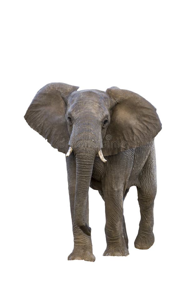 African bush elephant front view isolated in white background in Kruger National park, South Africa ; Specie Loxodonta africana family of Elephantidae. African bush elephant front view isolated in white background in Kruger National park, South Africa ; Specie Loxodonta africana family of Elephantidae