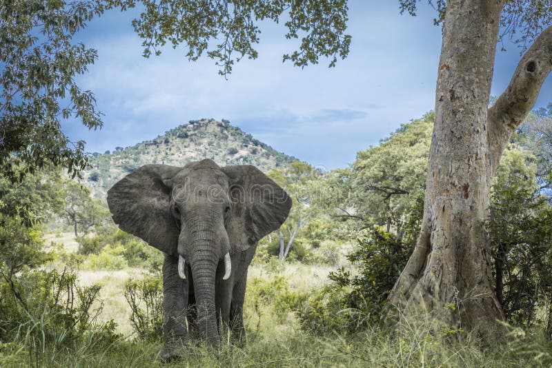 Африканский слон куста в национальном парке Kruger, Южной Африке стоковая фотография rf Африканский слон куста в национальном парке Kruger, Южной Африке стоковая фотография rf