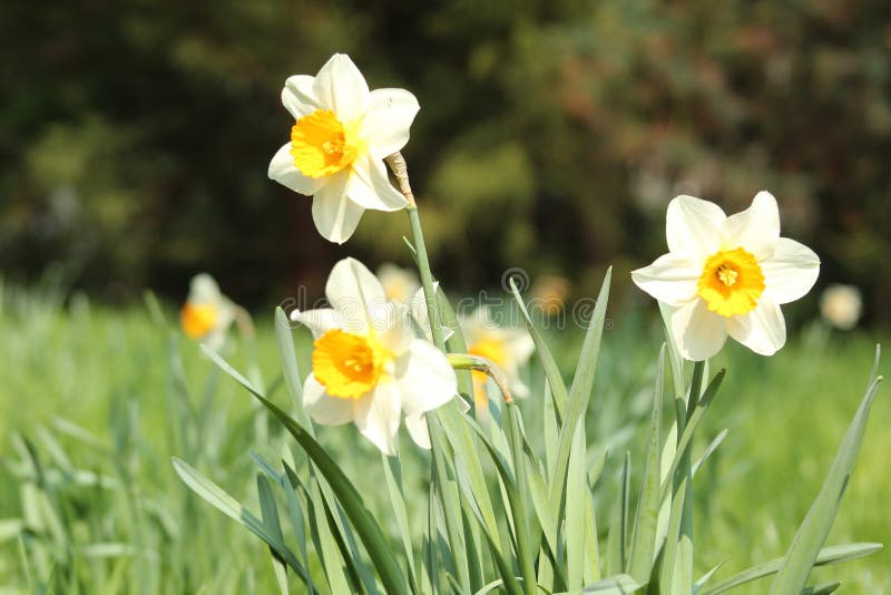 Белые Ð½Ð°Ñ€Ñ†Ð¸Ñ Ñ Ñ‹. White Daffodils. Summer Foto de Stock Imagem de nave, narcisos