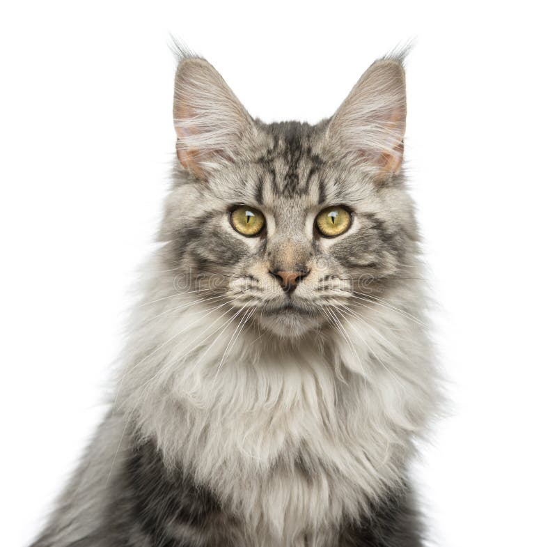 Close-up of a Maine Coon in front of a white background. Close-up of a Maine Coon in front of a white background