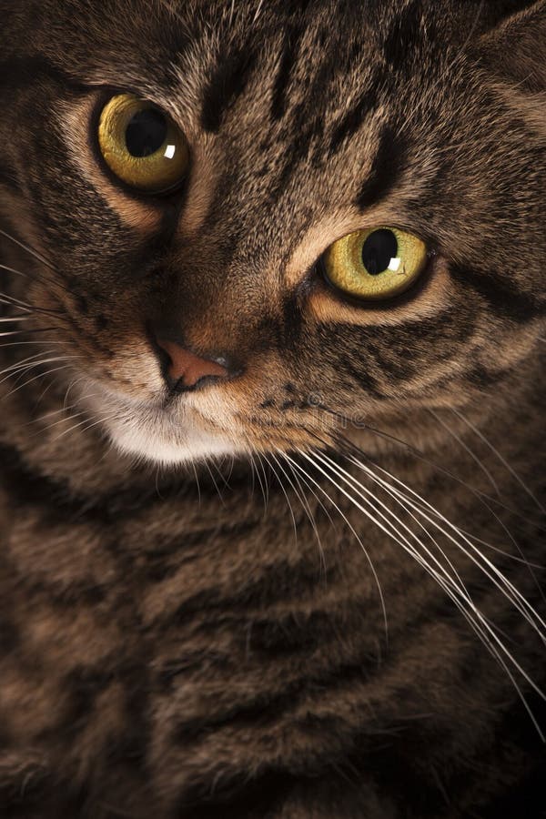 Близкий портрет женского желтого цвета кота tabby большого наблюдает стоковые фотографии rf