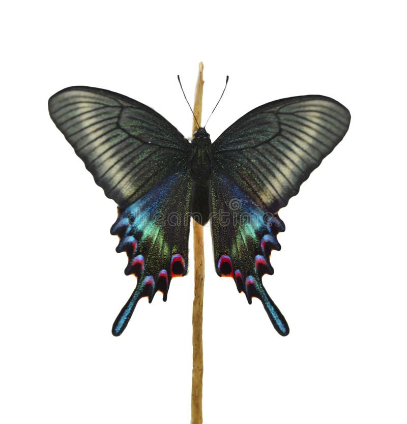 Бабочка machaon Swallowtail Papilio Старого Мира стоковое изображение Бабочка machaon Swallowtail Papilio Старого Мира стоковое изображение