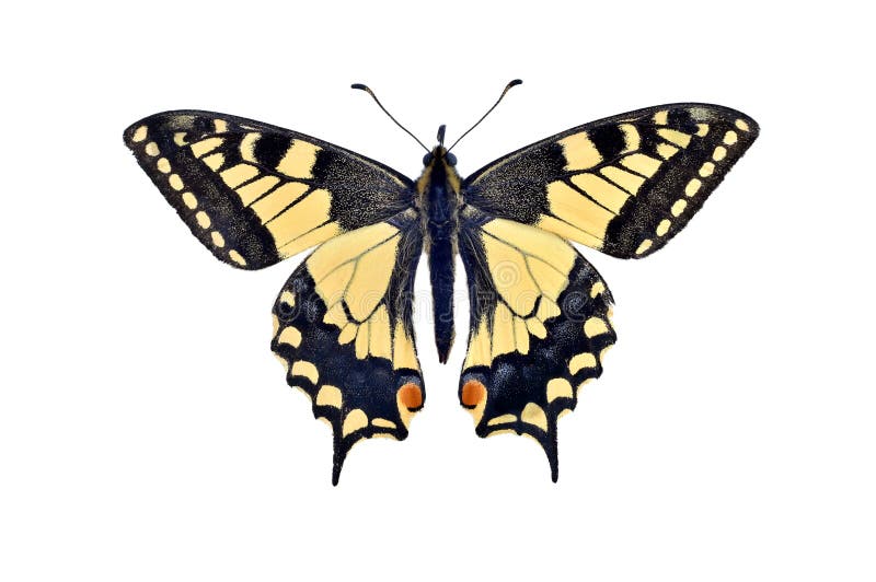 Бабочка Papilio Machaon swallowtail Старого Мира, изолированное на w стоковые фото Бабочка Papilio Machaon swallowtail Старого Мира, изолированное на w стоковые фото