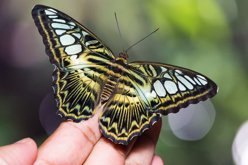 Бабочка Parthenos sylvia клипера стоковая фотография rf Бабочка Parthenos sylvia клипера стоковая фотография rf