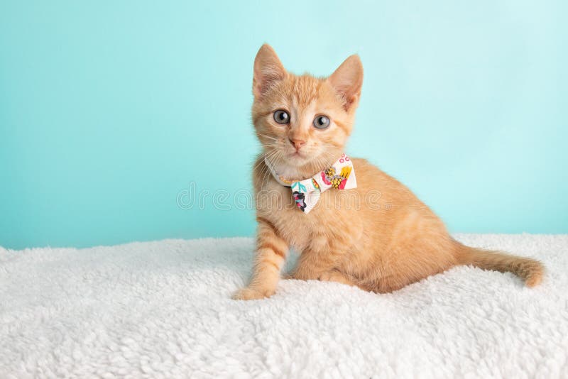 Бабочка белого цветка милого молодого оранжевого спасения котенка кота Tabby нося сидя широкий наблюданный смотреть к левой сторо стоковые фотографии rf