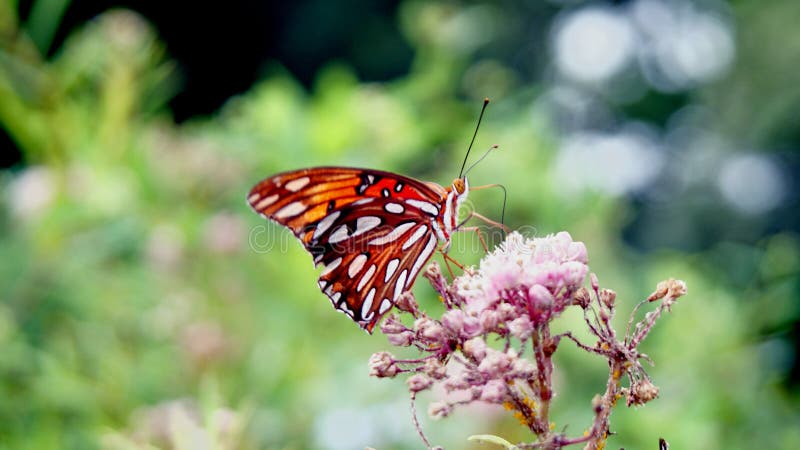 Бабочка монарха получая нектар от цветка Milkweed стоковое фото rf Бабочка монарха получая нектар от цветка Milkweed стоковое фото rf