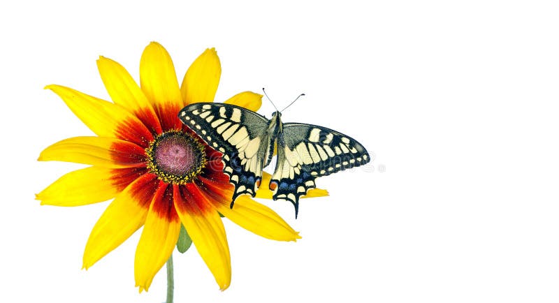 Бабочка на цветке изолированном на белизне Цветок Gerbera r космосы экземпляра стоковые изображения Бабочка на цветке изолированном на белизне Цветок Gerbera r космосы экземпляра стоковые изображения
