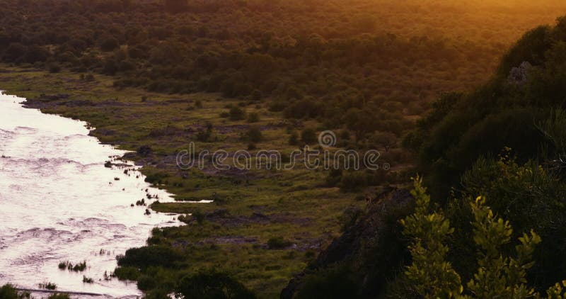 Бабун на горной линии, освещенной оранжевым закатом на реке Олифанс
