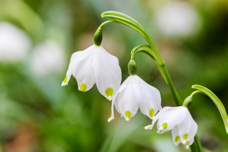 3 Бад vernum leucojum снежинки весны стоковое фото rf