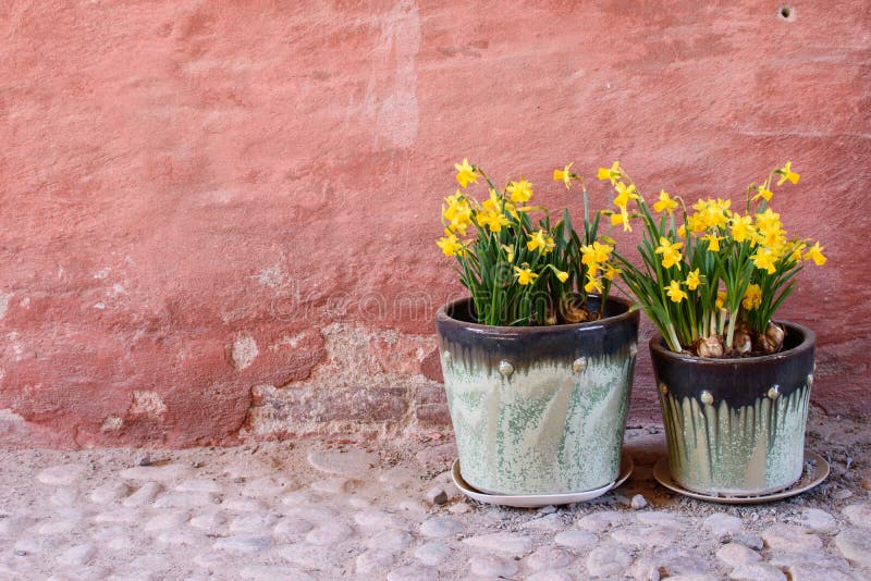 2 бака daffodils стоковые фото 2 бака daffodils стоковые фото