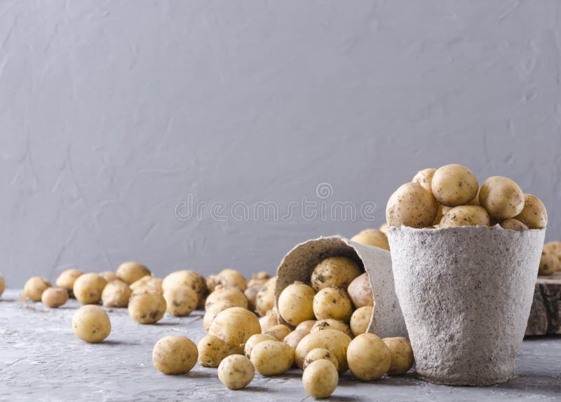 Баки торфа, новое potatoe на серой поверхности против серой предпосылки, пустого космоса для текста Концепция растя урожаев стоковые изображения