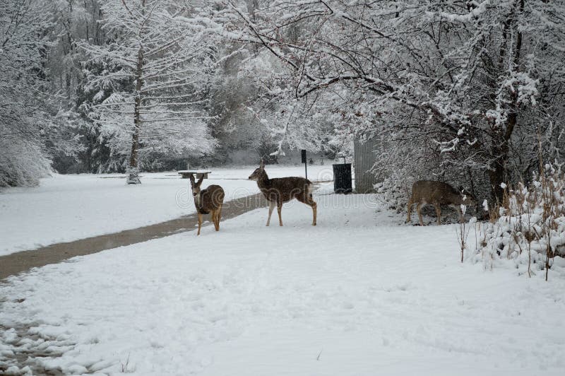 Deer foraging in the snow in Kathryn Albertson Park, a wildlife refuge in the heart of Boise, Idaho, home to a wide assortment of birds and other creatures. The park is a very popular spot for tourists and visitors, and local families to enjoy nature. Class, Mammalia; Family, Cerivdae. Deer foraging in the snow in Kathryn Albertson Park, a wildlife refuge in the heart of Boise, Idaho, home to a wide assortment of birds and other creatures. The park is a very popular spot for tourists and visitors, and local families to enjoy nature. Class, Mammalia; Family, Cerivdae