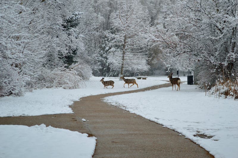 Deer foraging in the snow in Kathryn Albertson Park, a wildlife refuge in the heart of Boise, Idaho, home to a wide assortment of birds and other creatures. The park is a very popular spot for tourists and visitors, and local families to enjoy nature. Class, Mammalia; Family, Cerivdae. Deer foraging in the snow in Kathryn Albertson Park, a wildlife refuge in the heart of Boise, Idaho, home to a wide assortment of birds and other creatures. The park is a very popular spot for tourists and visitors, and local families to enjoy nature. Class, Mammalia; Family, Cerivdae