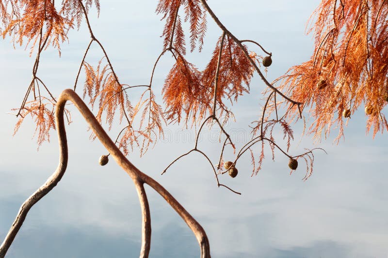 Close-up of Bald Cypress in autumn over water with sky reflection. Close-up of Bald Cypress in autumn over water with sky reflection