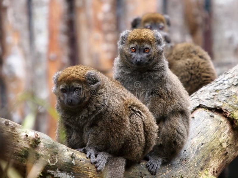 A group of Bamboo lemurs on a branch. A group of Bamboo lemurs on a branch
