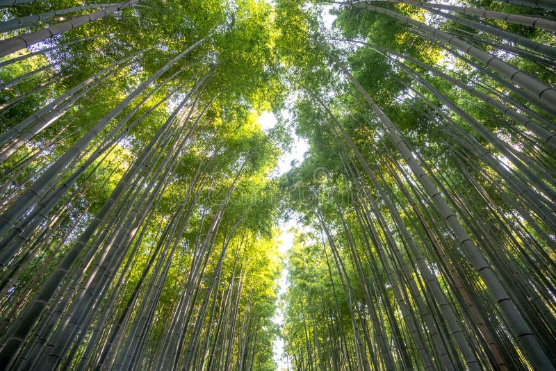 Бамбуковый лес на Arashiyama, Киото, Японии стоковые фотографии rf Бамбуковый лес на Arashiyama, Киото, Японии стоковые фотографии rf