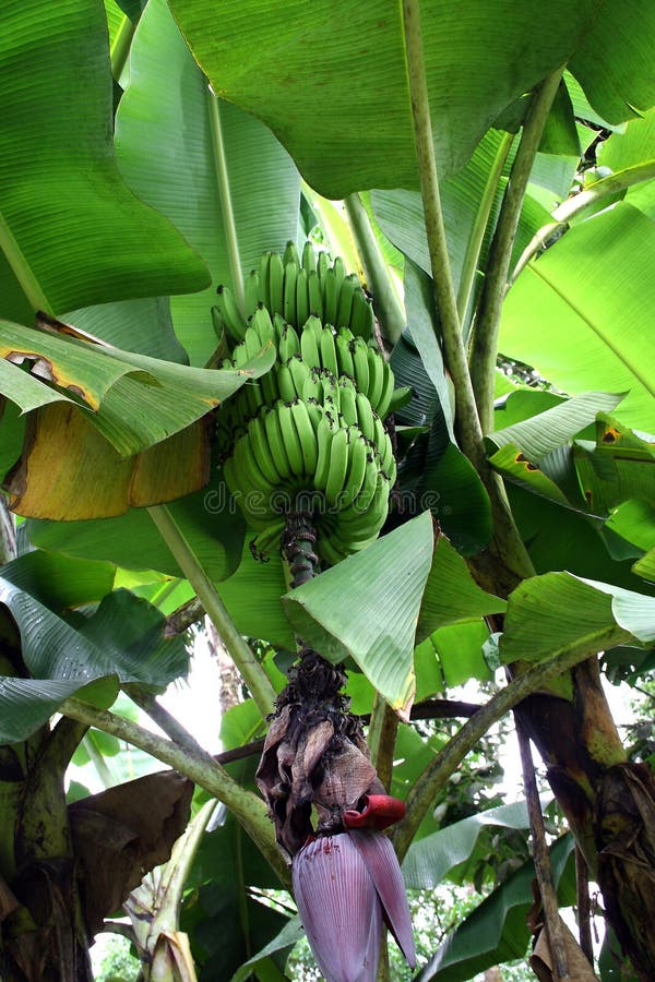 A banana tree in Costa Rica. A banana tree in Costa Rica