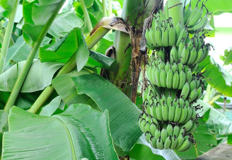 Banana tree with a bunch of bananas. Banana tree with a bunch of bananas