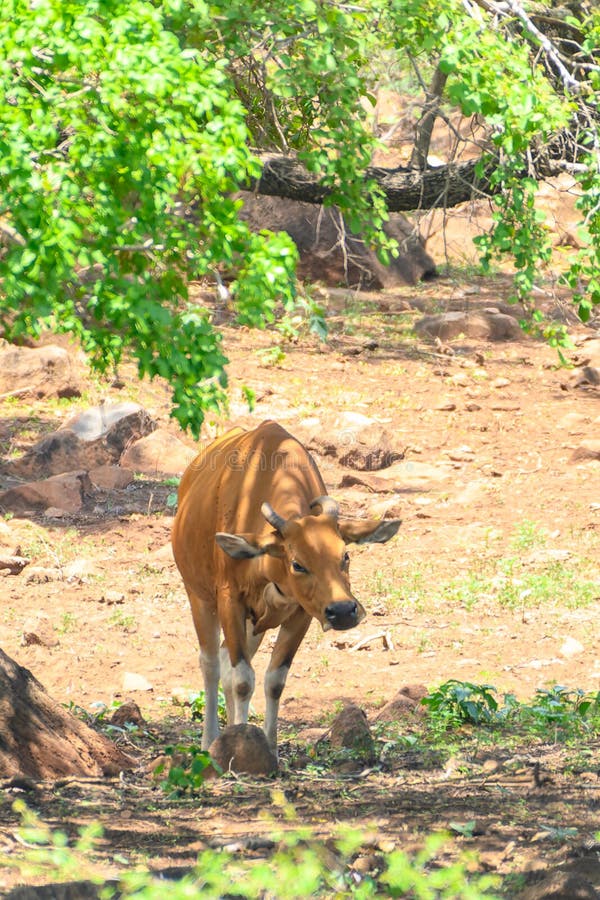 The banteng Bos javanicus; /ˈbæntɛŋ/, also known as tembadau,[5] is a species of cattle found in Southeast Asia. The head-and-body length is between 1.9 and 3.68 m 6.2 and 12.1 ft.[6] Wild banteng are typically larger and heavier than their domesticated counterparts, but are otherwise similar in appearance. The banteng shows extensive sexual dimorphism; adult bulls are generally dark brown to black, larger and more sturdily built than adult cows, which are thinner and usually pale brown or chestnut red. The banteng Bos javanicus; /ˈbæntɛŋ/, also known as tembadau,[5] is a species of cattle found in Southeast Asia. The head-and-body length is between 1.9 and 3.68 m 6.2 and 12.1 ft.[6] Wild banteng are typically larger and heavier than their domesticated counterparts, but are otherwise similar in appearance. The banteng shows extensive sexual dimorphism; adult bulls are generally dark brown to black, larger and more sturdily built than adult cows, which are thinner and usually pale brown or chestnut red.