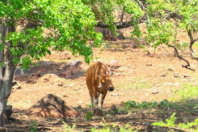 The banteng Bos javanicus; /ˈbæntɛŋ/, also known as tembadau,[5] is a species of cattle found in Southeast Asia. The head-and-body length is between 1.9 and 3.68 m 6.2 and 12.1 ft.[6] Wild banteng are typically larger and heavier than their domesticated counterparts, but are otherwise similar in appearance. The banteng shows extensive sexual dimorphism; adult bulls are generally dark brown to black, larger and more sturdily built than adult cows, which are thinner and usually pale brown or chestnut red. The banteng Bos javanicus; /ˈbæntɛŋ/, also known as tembadau,[5] is a species of cattle found in Southeast Asia. The head-and-body length is between 1.9 and 3.68 m 6.2 and 12.1 ft.[6] Wild banteng are typically larger and heavier than their domesticated counterparts, but are otherwise similar in appearance. The banteng shows extensive sexual dimorphism; adult bulls are generally dark brown to black, larger and more sturdily built than adult cows, which are thinner and usually pale brown or chestnut red.