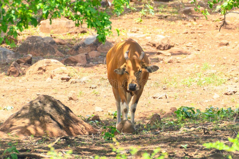 The banteng Bos javanicus; /ˈbæntɛŋ/, also known as tembadau,[5] is a species of cattle found in Southeast Asia. The head-and-body length is between 1.9 and 3.68 m 6.2 and 12.1 ft.[6] Wild banteng are typically larger and heavier than their domesticated counterparts, but are otherwise similar in appearance. The banteng shows extensive sexual dimorphism; adult bulls are generally dark brown to black, larger and more sturdily built than adult cows, which are thinner and usually pale brown or chestnut red. The banteng Bos javanicus; /ˈbæntɛŋ/, also known as tembadau,[5] is a species of cattle found in Southeast Asia. The head-and-body length is between 1.9 and 3.68 m 6.2 and 12.1 ft.[6] Wild banteng are typically larger and heavier than their domesticated counterparts, but are otherwise similar in appearance. The banteng shows extensive sexual dimorphism; adult bulls are generally dark brown to black, larger and more sturdily built than adult cows, which are thinner and usually pale brown or chestnut red.