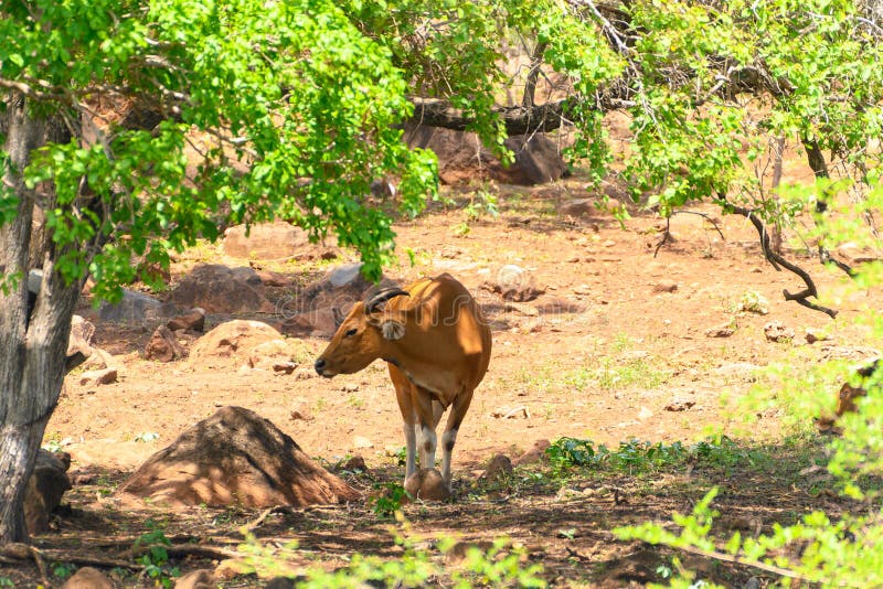 The banteng Bos javanicus; /ˈbæntɛŋ/, also known as tembadau,[5] is a species of cattle found in Southeast Asia. The head-and-body length is between 1.9 and 3.68 m 6.2 and 12.1 ft.[6] Wild banteng are typically larger and heavier than their domesticated counterparts, but are otherwise similar in appearance. The banteng shows extensive sexual dimorphism; adult bulls are generally dark brown to black, larger and more sturdily built than adult cows, which are thinner and usually pale brown or chestnut red. The banteng Bos javanicus; /ˈbæntɛŋ/, also known as tembadau,[5] is a species of cattle found in Southeast Asia. The head-and-body length is between 1.9 and 3.68 m 6.2 and 12.1 ft.[6] Wild banteng are typically larger and heavier than their domesticated counterparts, but are otherwise similar in appearance. The banteng shows extensive sexual dimorphism; adult bulls are generally dark brown to black, larger and more sturdily built than adult cows, which are thinner and usually pale brown or chestnut red.