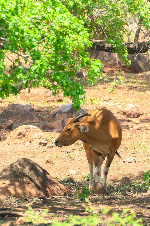 The banteng Bos javanicus; /ˈbæntɛŋ/, also known as tembadau,[5] is a species of cattle found in Southeast Asia. The head-and-body length is between 1.9 and 3.68 m 6.2 and 12.1 ft.[6] Wild banteng are typically larger and heavier than their domesticated counterparts, but are otherwise similar in appearance. The banteng shows extensive sexual dimorphism; adult bulls are generally dark brown to black, larger and more sturdily built than adult cows, which are thinner and usually pale brown or chestnut red. The banteng Bos javanicus; /ˈbæntɛŋ/, also known as tembadau,[5] is a species of cattle found in Southeast Asia. The head-and-body length is between 1.9 and 3.68 m 6.2 and 12.1 ft.[6] Wild banteng are typically larger and heavier than their domesticated counterparts, but are otherwise similar in appearance. The banteng shows extensive sexual dimorphism; adult bulls are generally dark brown to black, larger and more sturdily built than adult cows, which are thinner and usually pale brown or chestnut red.