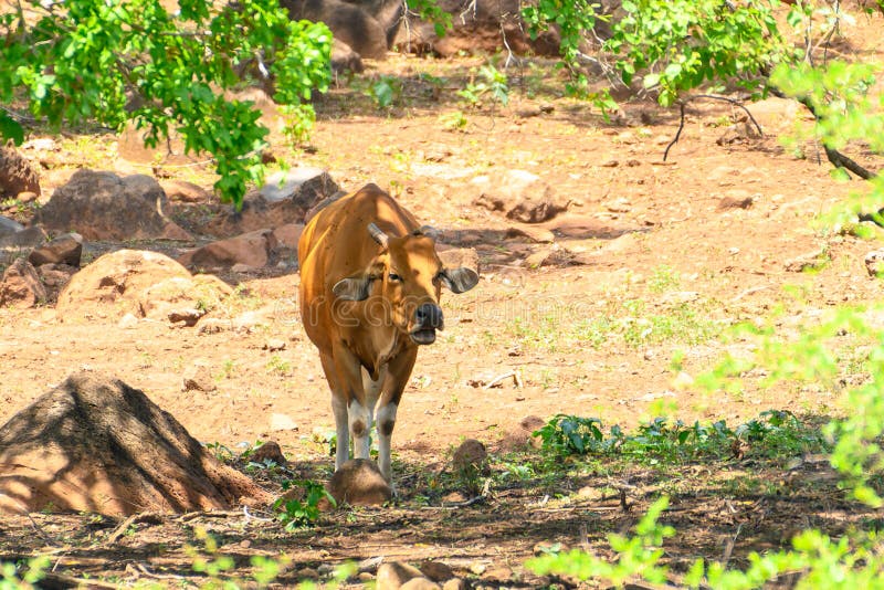 The banteng Bos javanicus; /ˈbæntɛŋ/, also known as tembadau,[5] is a species of cattle found in Southeast Asia. The head-and-body length is between 1.9 and 3.68 m 6.2 and 12.1 ft.[6] Wild banteng are typically larger and heavier than their domesticated counterparts, but are otherwise similar in appearance. The banteng shows extensive sexual dimorphism; adult bulls are generally dark brown to black, larger and more sturdily built than adult cows, which are thinner and usually pale brown or chestnut red. The banteng Bos javanicus; /ˈbæntɛŋ/, also known as tembadau,[5] is a species of cattle found in Southeast Asia. The head-and-body length is between 1.9 and 3.68 m 6.2 and 12.1 ft.[6] Wild banteng are typically larger and heavier than their domesticated counterparts, but are otherwise similar in appearance. The banteng shows extensive sexual dimorphism; adult bulls are generally dark brown to black, larger and more sturdily built than adult cows, which are thinner and usually pale brown or chestnut red.