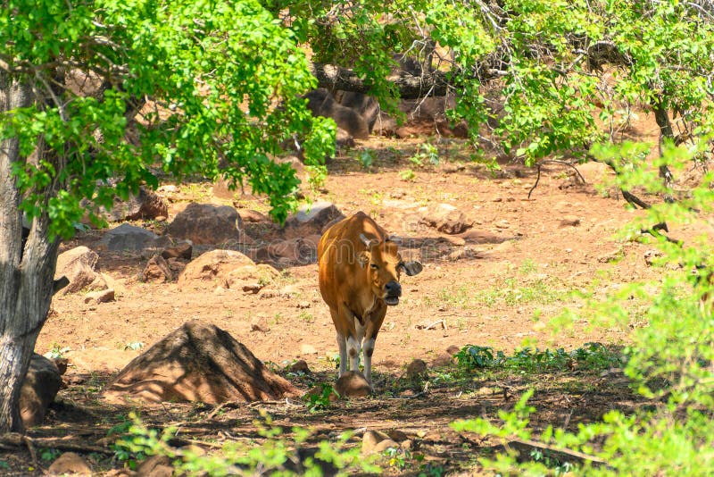 The banteng Bos javanicus; /ˈbæntɛŋ/, also known as tembadau,[5] is a species of cattle found in Southeast Asia. The head-and-body length is between 1.9 and 3.68 m 6.2 and 12.1 ft.[6] Wild banteng are typically larger and heavier than their domesticated counterparts, but are otherwise similar in appearance. The banteng shows extensive sexual dimorphism; adult bulls are generally dark brown to black, larger and more sturdily built than adult cows, which are thinner and usually pale brown or chestnut red. The banteng Bos javanicus; /ˈbæntɛŋ/, also known as tembadau,[5] is a species of cattle found in Southeast Asia. The head-and-body length is between 1.9 and 3.68 m 6.2 and 12.1 ft.[6] Wild banteng are typically larger and heavier than their domesticated counterparts, but are otherwise similar in appearance. The banteng shows extensive sexual dimorphism; adult bulls are generally dark brown to black, larger and more sturdily built than adult cows, which are thinner and usually pale brown or chestnut red.