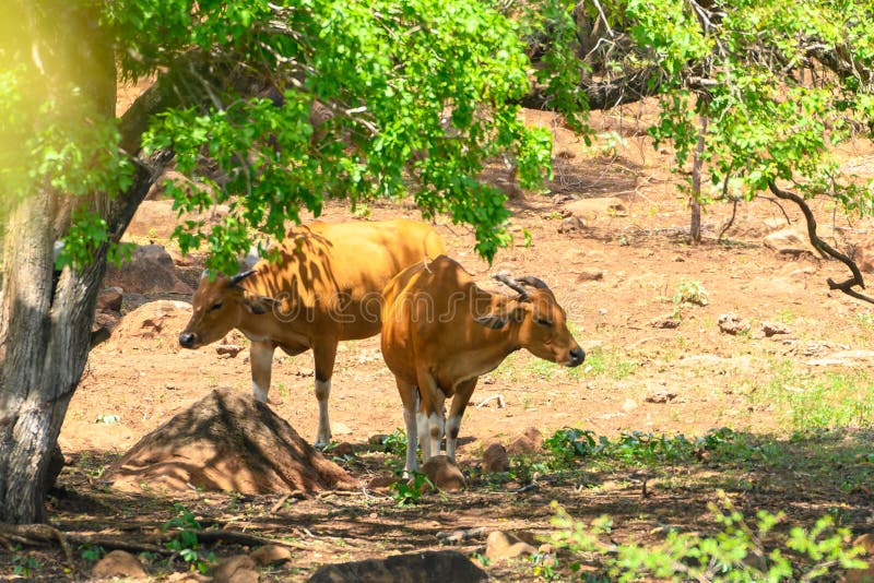 The banteng Bos javanicus; /ˈbæntɛŋ/, also known as tembadau,[5] is a species of cattle found in Southeast Asia. The head-and-body length is between 1.9 and 3.68 m 6.2 and 12.1 ft.[6] Wild banteng are typically larger and heavier than their domesticated counterparts, but are otherwise similar in appearance. The banteng shows extensive sexual dimorphism; adult bulls are generally dark brown to black, larger and more sturdily built than adult cows, which are thinner and usually pale brown or chestnut red. The banteng Bos javanicus; /ˈbæntɛŋ/, also known as tembadau,[5] is a species of cattle found in Southeast Asia. The head-and-body length is between 1.9 and 3.68 m 6.2 and 12.1 ft.[6] Wild banteng are typically larger and heavier than their domesticated counterparts, but are otherwise similar in appearance. The banteng shows extensive sexual dimorphism; adult bulls are generally dark brown to black, larger and more sturdily built than adult cows, which are thinner and usually pale brown or chestnut red.