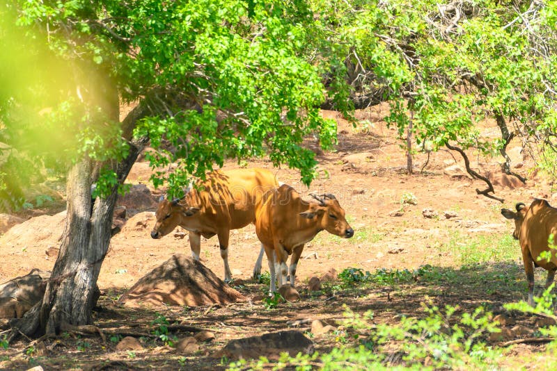 The banteng Bos javanicus; /ˈbæntɛŋ/, also known as tembadau,[5] is a species of cattle found in Southeast Asia. The head-and-body length is between 1.9 and 3.68 m 6.2 and 12.1 ft.[6] Wild banteng are typically larger and heavier than their domesticated counterparts, but are otherwise similar in appearance. The banteng shows extensive sexual dimorphism; adult bulls are generally dark brown to black, larger and more sturdily built than adult cows, which are thinner and usually pale brown or chestnut red. The banteng Bos javanicus; /ˈbæntɛŋ/, also known as tembadau,[5] is a species of cattle found in Southeast Asia. The head-and-body length is between 1.9 and 3.68 m 6.2 and 12.1 ft.[6] Wild banteng are typically larger and heavier than their domesticated counterparts, but are otherwise similar in appearance. The banteng shows extensive sexual dimorphism; adult bulls are generally dark brown to black, larger and more sturdily built than adult cows, which are thinner and usually pale brown or chestnut red.