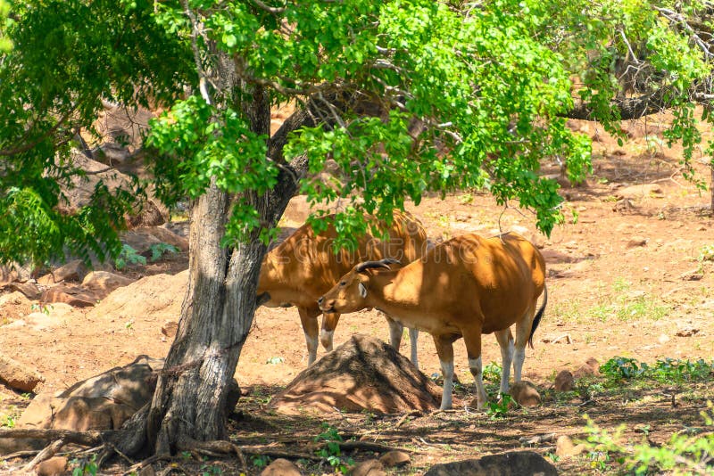 The banteng Bos javanicus; /ˈbæntɛŋ/, also known as tembadau,[5] is a species of cattle found in Southeast Asia. The head-and-body length is between 1.9 and 3.68 m 6.2 and 12.1 ft.[6] Wild banteng are typically larger and heavier than their domesticated counterparts, but are otherwise similar in appearance. The banteng shows extensive sexual dimorphism; adult bulls are generally dark brown to black, larger and more sturdily built than adult cows, which are thinner and usually pale brown or chestnut red. The banteng Bos javanicus; /ˈbæntɛŋ/, also known as tembadau,[5] is a species of cattle found in Southeast Asia. The head-and-body length is between 1.9 and 3.68 m 6.2 and 12.1 ft.[6] Wild banteng are typically larger and heavier than their domesticated counterparts, but are otherwise similar in appearance. The banteng shows extensive sexual dimorphism; adult bulls are generally dark brown to black, larger and more sturdily built than adult cows, which are thinner and usually pale brown or chestnut red.