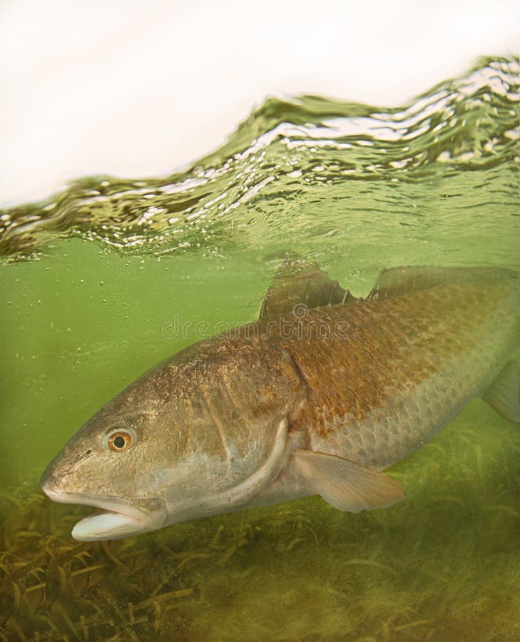Барабанчик Redfish красный ища мелководье стоковое изображение Барабанчик Redfish красный ища мелководье стоковое изображение