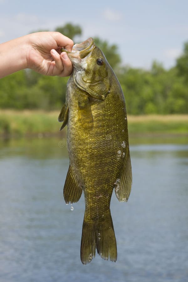 Бас Smallmouth стоковая фотография Бас Smallmouth стоковая фотография