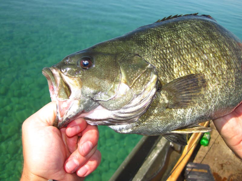 Бас Smallmouth стоковые изображения rf Бас Smallmouth стоковые изображения rf