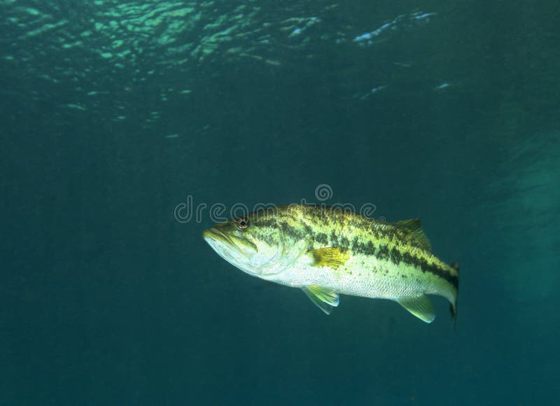 басовое река радуги florida largemouth стоковое изображение басовое река радуги florida largemouth стоковое изображение