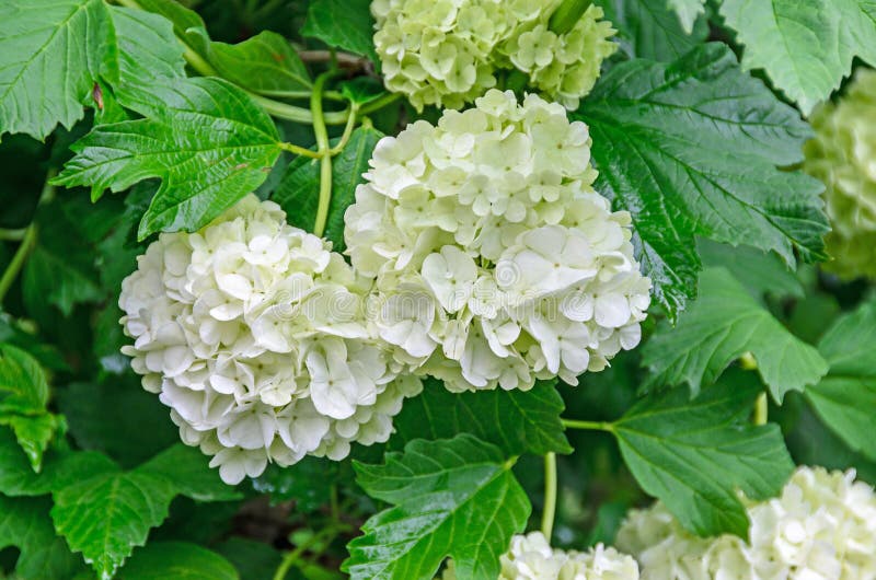 White Hydrangea flowers, hortensia green bush, close up outdoor. White Hydrangea flowers, hortensia green bush, close up outdoor.