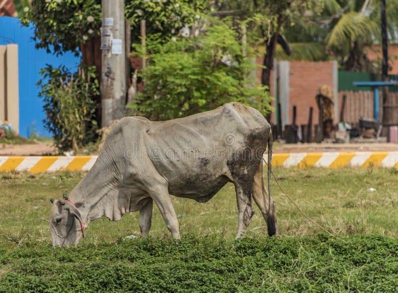 Белая корова на улице около городка Siem Reap стоковые изображения rf Белая корова на улице около городка Siem Reap стоковые изображения rf