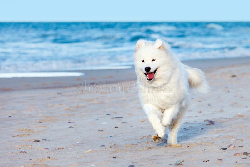 Белая собака Samoyed бежит вдоль пляжа около моря стоковое изображение rf