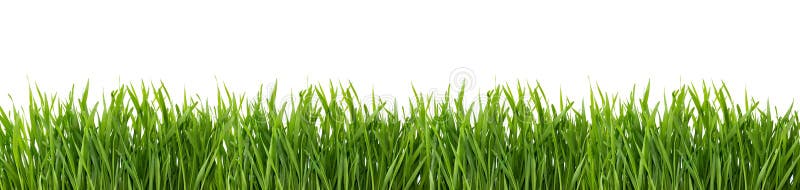 Green grass isolated on white background. Natural. Green grass isolated on white background. Natural