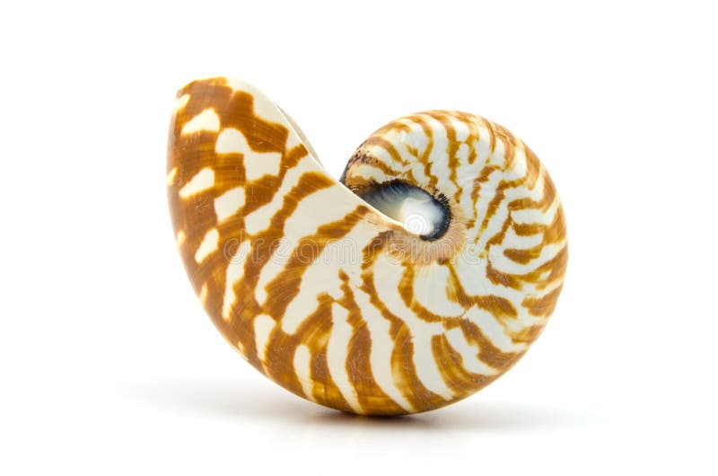 белизна студии съемки seashell предпосылки стоковые фото белизна студии съемки seashell предпосылки стоковые фото