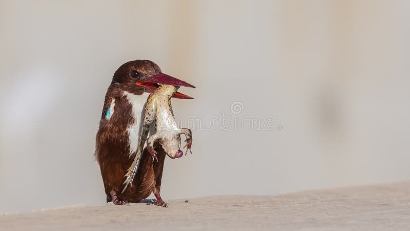 Бело-throated Kingfisher с добычей Бело-throated Kingfisher с добычей