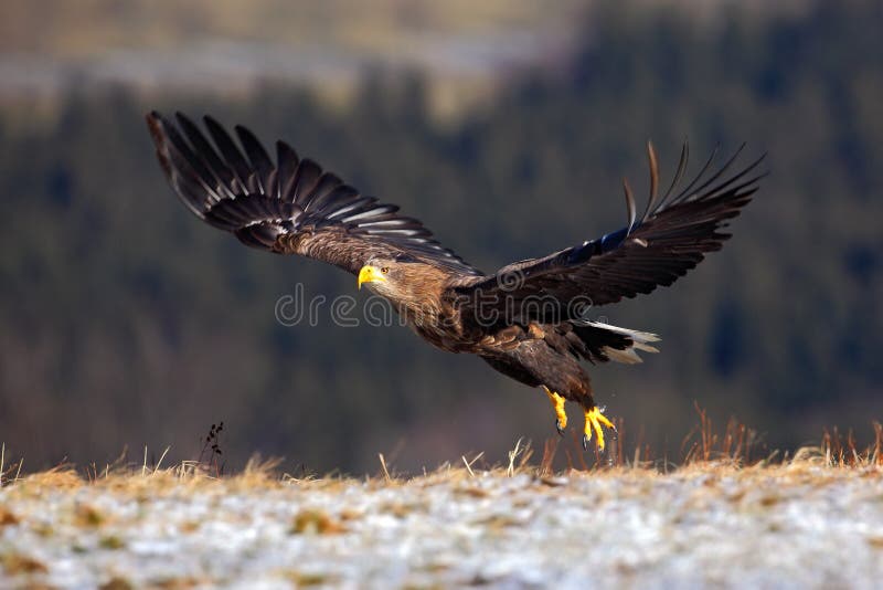 Бело-замкнутый орел, albicilla Haliaeetus, полет птицы, хищные птицы с лесом в предпосылке, старт с лугом с снегом стоковые фото