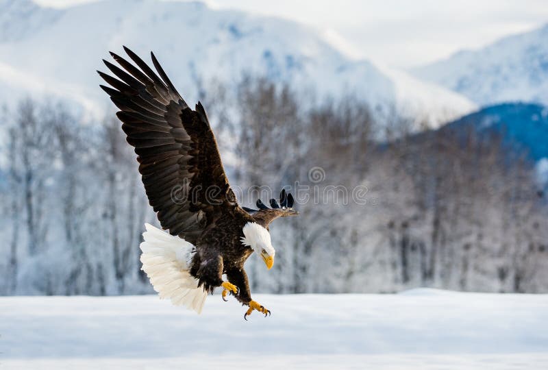 Adult Bald Eagle Haliaeetus leucocephalus washingtoniensis in flight. Alaska in snow. Adult Bald Eagle Haliaeetus leucocephalus washingtoniensis in flight. Alaska in snow