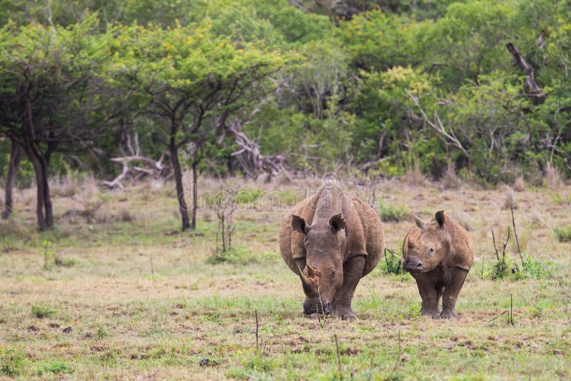 A White Rhino and calf in South Africa. A White Rhino and calf in South Africa